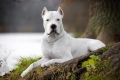 Dogo argentino: caracteristicile rasei