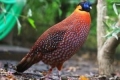 Tragopan ocelat