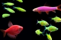 Glofish