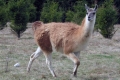 Guanaco (lat. Lama guanicoe)