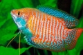 Gourami (gourami sau trishogaster)