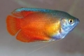 Miere gourami