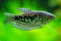 Marmura gourami: întreținere și îngrijire, reproducere și compatibilitate