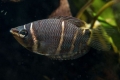 Gourami de ciocolată (sphaerichthys osphromenoides)