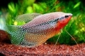 Pearl gourami - întreținere, reproducere și îngrijire