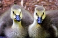 Goslings crescuți în regiunea kurgan