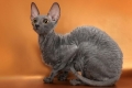 Natura, caracteristicile și condițiile de păstrare a rasei de pisici cornish rex