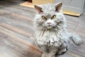 Caracteristicile pisicilor selkirk rex