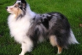 Caracteristicile rasei sheltie: recenzii și descriere