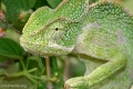 Cameleon indian (chamaeleon zeylanicus)