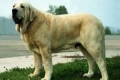 Mastiff spaniol