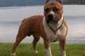 Istoria și descrierea american staffordshire terrier