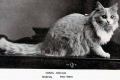 Istoria pisicilor maine coon