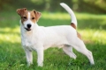 Istoricul originii și descrierea rasei jack russell terrier