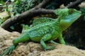 Soparla care alerga pe apa - casca de bazilisc (basiliscus plumifrons)