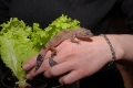 Gecko șopârlă: tipuri, dimensiuni și întreținere a unui animal în captivitate