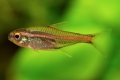 Erythrozonus sau tetra licurici (hemigrammus erythrozonus)