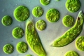 Euglena verde: habitate, caracteristici structurale și reproducere