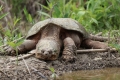 Broasca testoasa (chelydra serpentina)