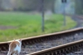 Cum să transportați o pisică sau o pisică într-un tren: toate nuanțele călătoriei, documentele necesare, pregătirea animalului, sfaturi utile