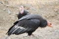 Condor din california