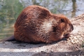 Castor canadian (castor canadensis)