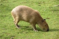 Capybara acasă: fapte interesante, ce fel de animal