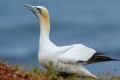 Cape gannet