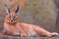 Caracal: descriere, caracter, conținut acasă