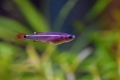 Pește cardinal de acvariu (tanichthys alboneubes)