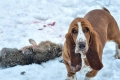 Un pitic din familia de câini originari din franța - totul despre basset hound