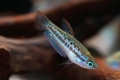 Gourami pitic (trichopsis pumila)