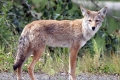 Coioți (lat. Сanis latrans)