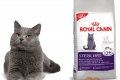 Recenzii royal canin pentru pisici