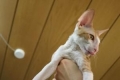 Cornish rex: descrierea rasei, îngrijire și întreținere