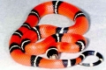 Șarpe rege (lampropeltis)