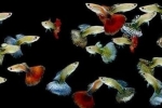 52 De tipuri populare de guppy