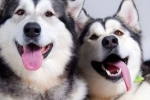 6 Rase de câini care arată ca husky