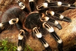 Acanthoscurria geniculata: conținutul păianjenului, pericolul mușcăturii acestuia