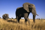 Elefant african