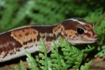 Gecko african cu coadă groasă (hemitheconyx caudicinctus)