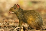 Agouti sau iepurele cu cocoașă: specie, habitat, comportament