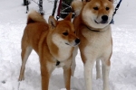 Akita inu și shiba inu: diferențe