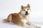 Akita inu. Descrierea rasei. Caracteristici de întreținere și îngrijire