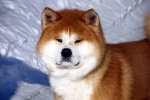 Akita inu: descrierea rasei