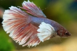 Cocoș de pește de acvariu (betta splendens)