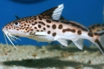 Somn synodontis peste acvariu