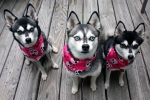 Alaskan klee kai (mini husky)