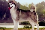 Alaskan malamute