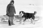 Alaskan malamute